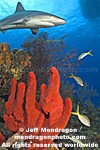 Caribbean Reef Shark pictures