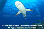 Caribbean Reef Shark images
