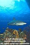 Caribbean Reef Shark images