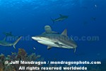 Caribbean Reef Sharks photos
