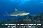 Caribbean Reef Shark images