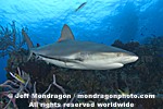 Caribbean Reef Shark photos