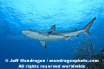 Caribbean Reef Shark pictures