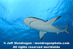 Caribbean Reef Shark pictures