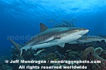 Caribbean Reef Shark images