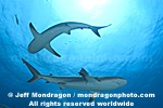 Caribbean Reef Shark images