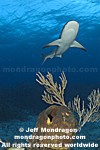 Caribbean Reef Shark pictures