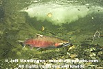 Coho Salmon images