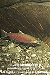 Coho Salmon pictures