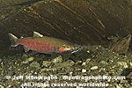 Coho Salmon images