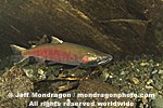 Coho Salmon photos