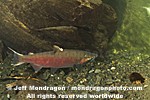Coho Salmon photos