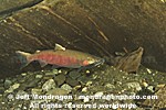 Coho Salmon images