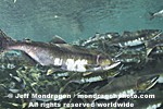 Pink Salmon Spawning  pictures
