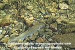 Cutthroat Trout pictures