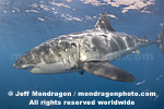 Great White Shark images