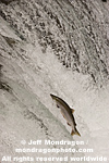 Sockeye Salmon photos
