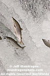 Sockeye Salmon images