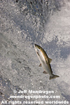 Sockeye Salmon photos
