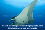 Giant Manta Ray images