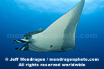 Giant Manta Ray photos