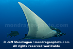 Giant Manta Ray photos