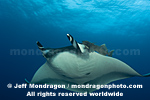 Giant Manta Ray pictures