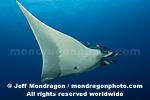 Giant Manta Ray images