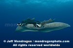 Giant Manta Ray images