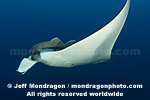 Giant Manta Ray photos