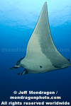 Giant Manta Ray photos