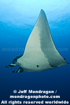 Giant Manta Ray pictures