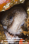 Wolf-eel  images