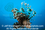 Common lionfish images