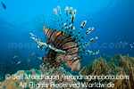 Common lionfish photos