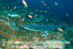 WhiteTip Reef Shark pictures