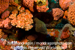 Giant Moray Eel on Coral Reef images