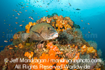 Many-Spotted Sweetlips photos