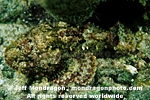Spotted Scorpionfish photos