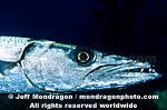 Great Barracuda photos