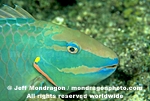 Stoplight Parrotfish images
