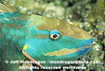 Stoplight Parrotfish images