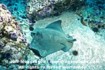 Bat ray pictures