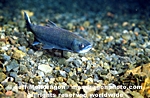 Kokanee Salmon (female) photos