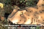 Horn Shark pictures
