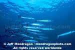 Schooling Chevron Barracuda pictures