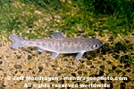Coho Salmon Parr images