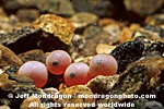 Coho Salmon Eggs with Eye Spots pictures