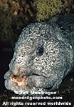 Wolf-eel pictures