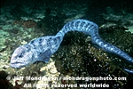 Wolf-eel images